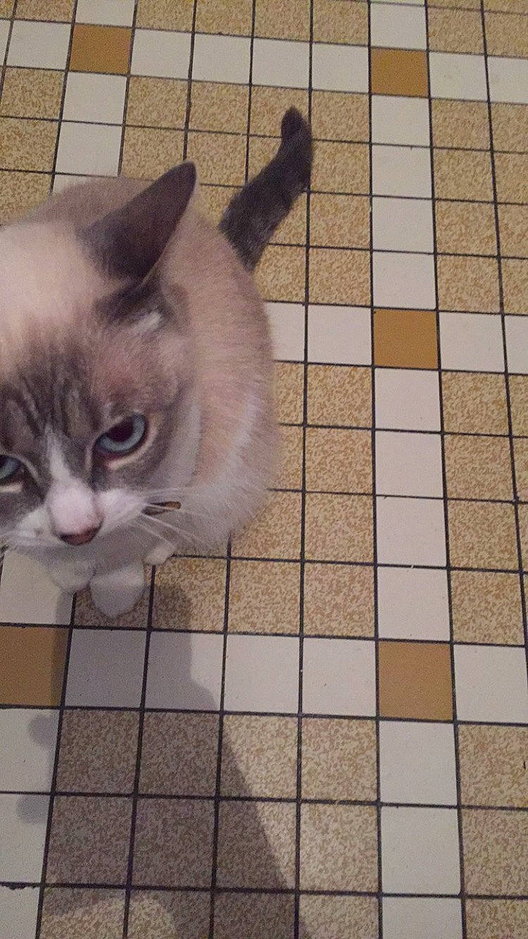 Chanel participe au concours pour gagner de l'argent avec cette photo : aegean_cat, asian, carnivore, cat, domestic_short_haired_cat, european_shorthair, fawn, felidae, floor, flooring, kitten, ojos_azules, polydactyl_cat, small_to_medium_sized_cats, snapshot, square, tail, thai, tile, whiskers