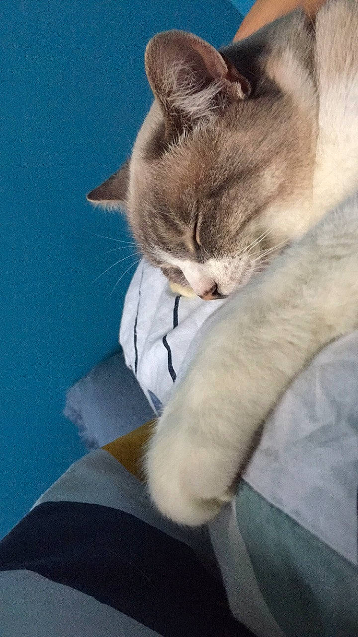 Chanel a rejoint le concours — aidez-le/la à gagner de superbes lots ! aegean_cat, asian, carnivore, cat, domestic_short_haired_cat, ear, felidae, kitten, mammal, nap, polydactyl_cat, small_to_medium_sized_cats, snout, whiskers