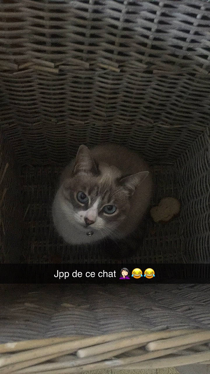 Chanel participe au concours pour gagner de l'argent avec cette photo : american_shorthair, asian, british_shorthair, carnivore, cat, domestic_short_haired_cat, european_shorthair, felidae, fur, kitten, photo_caption, scottish_fold, small_to_medium_sized_cats, whiskers