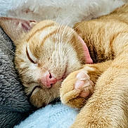 Phoenix joined the competition — help win amazing prizes! cat, sleeping, orange_tabby, paw, whiskers, fur, nose, blanket, cozy, resting, pet, animal, cute, closeup, relaxed, indoor, soft, nap, feline, adorable