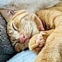 adorable, animal, blanket, cat, closeup, cozy, cute, feline, fur, indoor, nap, nose, orange_tabby, paw, pet, relaxed, resting, sleeping, soft, whiskers