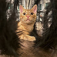 Blaze is registered to the contest to win money with this photo: cat, orange_tabby, curious, indoor, wooden_floor, closeup, pet, furry, whiskers, pink_nose, alert, black_fabric, texture, background_blur, animal, cute, portrait, playful, feline, young_cat