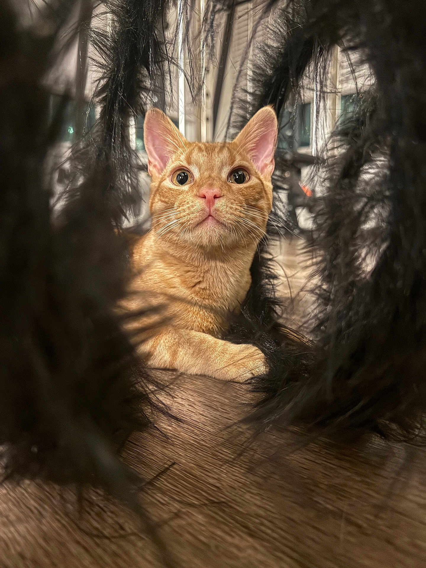 Blaze is registered to the contest to win money with this photo: cat, orange_tabby, curious, indoor, wooden_floor, closeup, pet, furry, whiskers, pink_nose, alert, black_fabric, texture, background_blur, animal, cute, portrait, playful, feline, young_cat