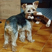 Obélix participe au concours pour gagner de l'argent avec cette photo : animal, black, brown, companion, cute, dog, ears, floor, fur, home, indoor, looking_back, mouth, pet, playful, plush_toy, small_dog, stuffed_toy, tile_floor, white