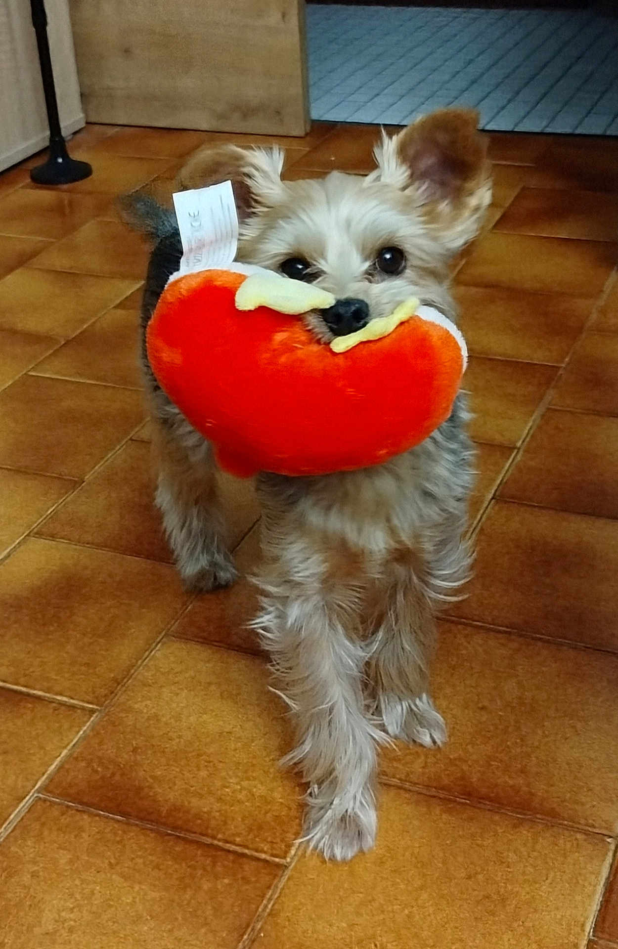 Obélix a rejoint le concours — aidez-le/la à gagner de superbes lots ! dog, toy, plush_toy, indoor, floor, tile_floor, small_dog, pet, animal, cute, fur, ears, playful, looking_at_camera, standing, brown, orange, cozy, home, domestic_animal