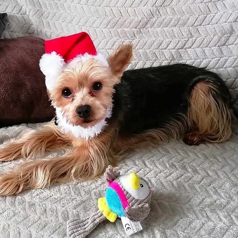 Obélix participe au concours pour gagner de l'argent avec cette photo : animal, black, brown, christmas, couch, cute, decor, dog, face, fur, holiday, indoor, lying_down, pet, plush_toy, relaxing, santa_hat, small_dog, soft_texture, toy