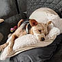 Obélix participe au concours pour gagner de l'argent avec cette photo : animal, black, blanket, brown, collar, comfort, couch, cozy, dog, fur, home, indoor, pet, pillow, quiet, relaxation, resting, sleeping, small_dog, soft