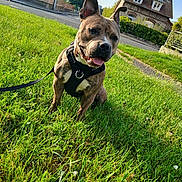 Ohana a rejoint le concours — aidez-le/la à gagner de superbes lots ! dog, grass, harness, outdoor, pet, canine, tongue_out, happy, ears_up, house, sky, sidewalk, leash, greenery, sunny, daytime, cute, animal, nature, playful