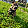 dog, grass, harness, outdoor, pet, canine, tongue_out, happy, ears_up, house, sky, sidewalk, leash, greenery, sunny, daytime, cute, animal, nature, playful
