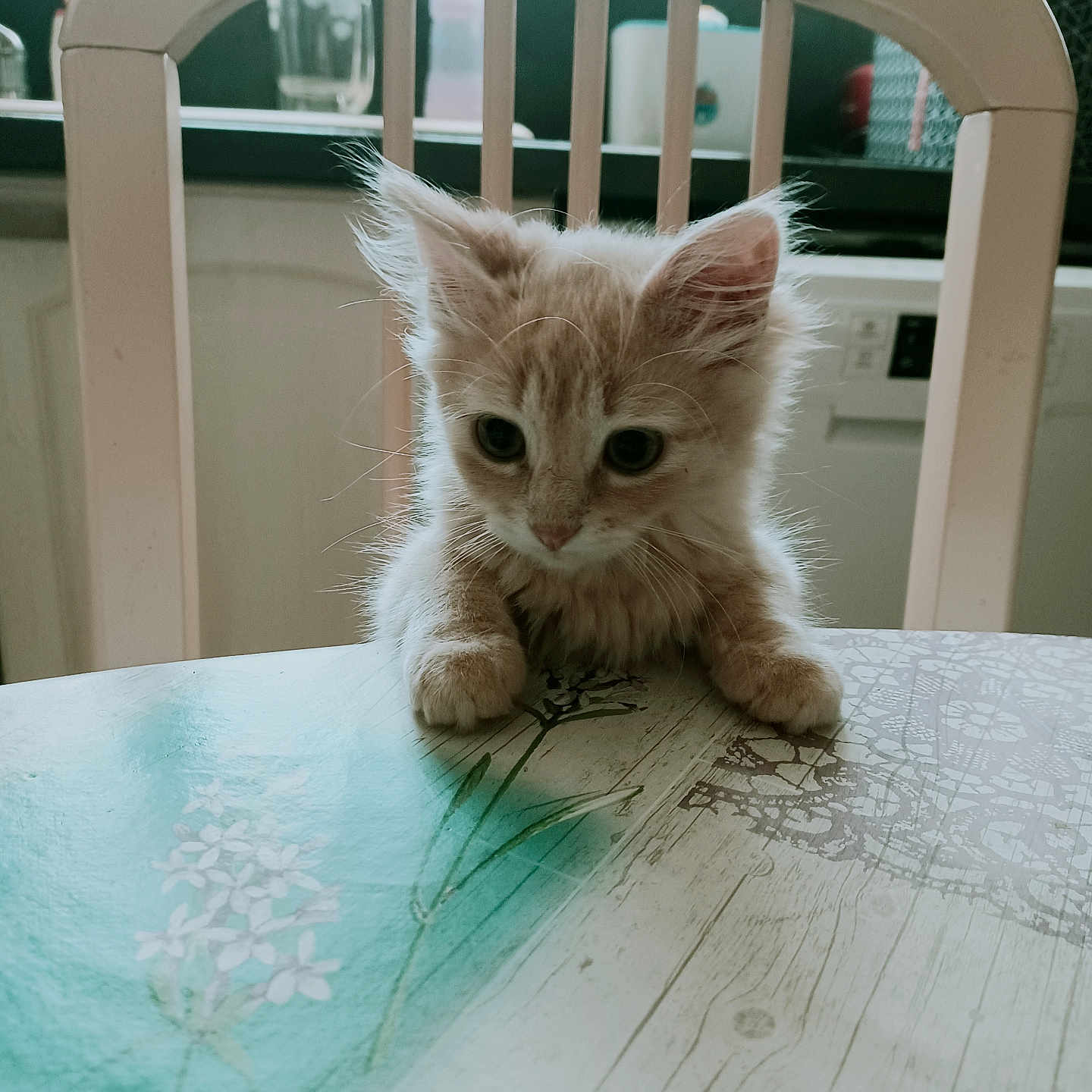 Grillote a rejoint le concours — aidez-le/la à gagner de superbes lots ! abyssinian, angora, animal, cat, chair, computer, diningtable, electronics, furniture, hardwood, kitten, laptop, manx, pc, pet, plywood, siamese, table, tabletop, wood