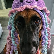 Nola is registered to the contest to win money with this photo: dog, pet, animal, crocheted_hat, jellyfish_hat, purple, pink, blue, hand, close_up, indoors, cute, costume, face, expression, brown_fur, black_nose, seated, looking_at_camera, funny