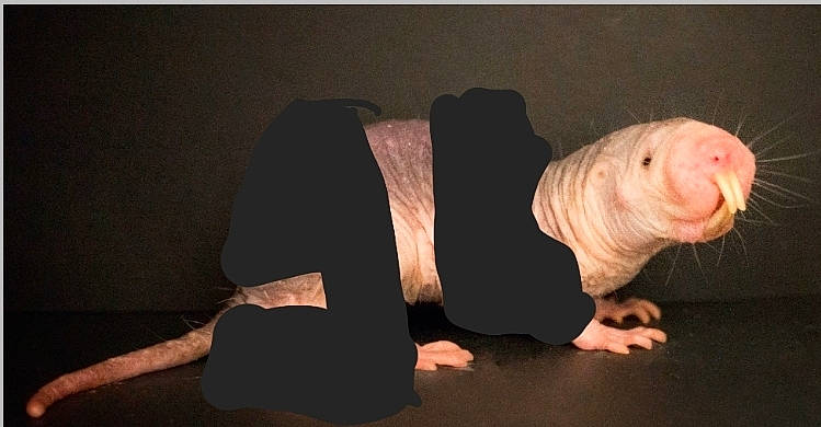 Pepe joined the competition — help win amazing prizes! darkness, flash_photography, flesh, flooring, foot, gesture, hardwood, human_leg, knee, sitting, sleeve, still_life_photography, thumb, wood, wrist