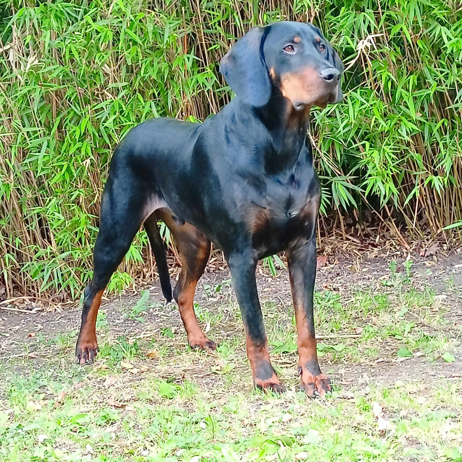 Rosko