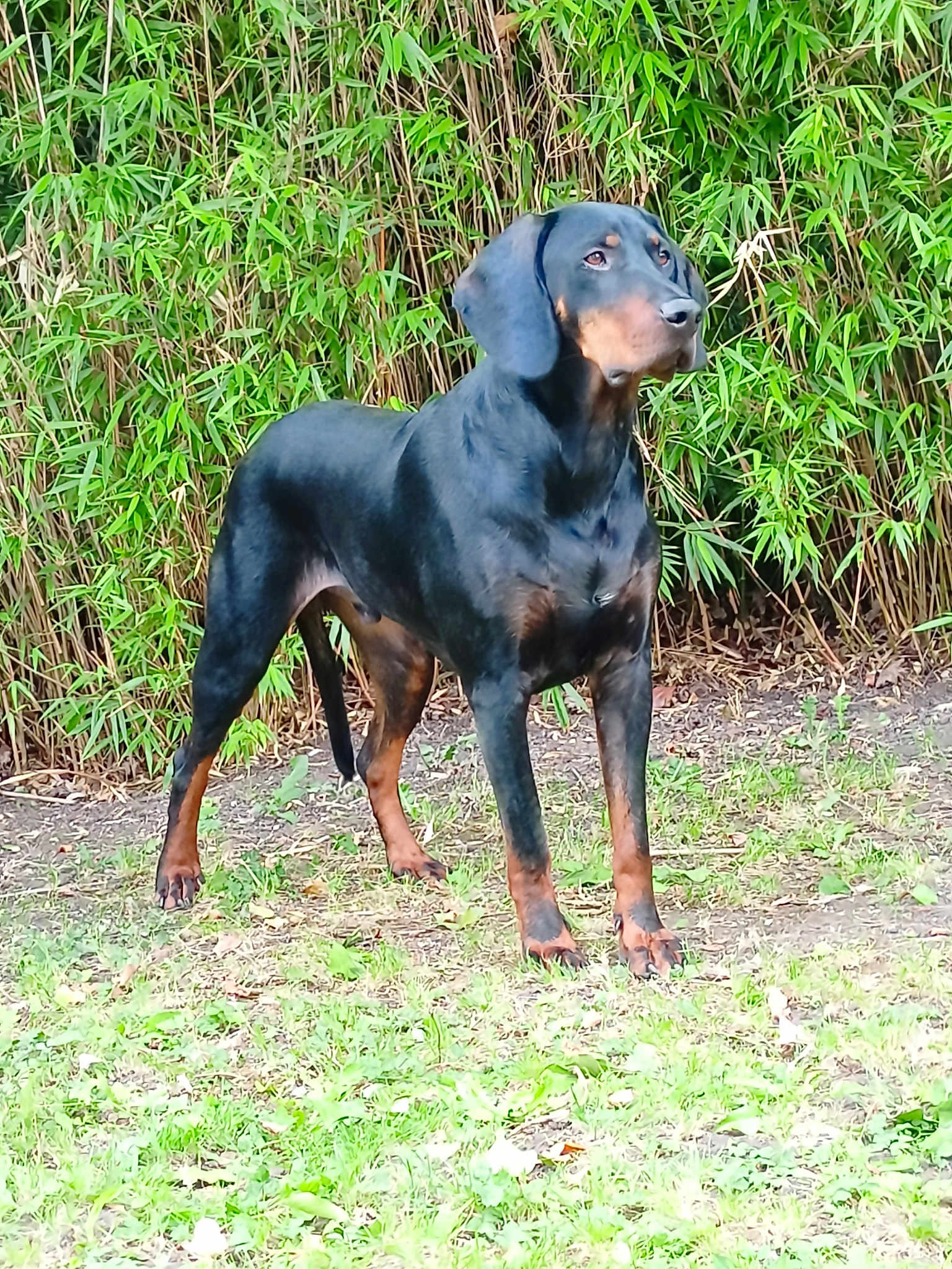 Rosko