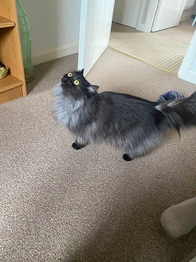 Jinxy joined the competition — help win amazing prizes! asphalt, automotive_tire, canidae, carnivore, cat, comfort, companion_dog, dog_breed, felidae, flooring, fur, grey, hardwood, road_surface, small_to_medium_sized_cats, snout, sporting_group, tail, whiskers, wood