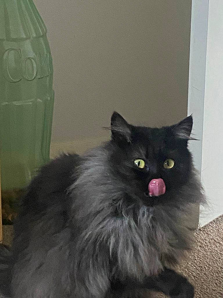 Jinxy is registered to the contest to win money with this photo: black_cat, bottle, british_longhair, carnivore, cat, felidae, fur, gas, grey, liquid, small_to_medium_sized_cats, tail, whiskers, window