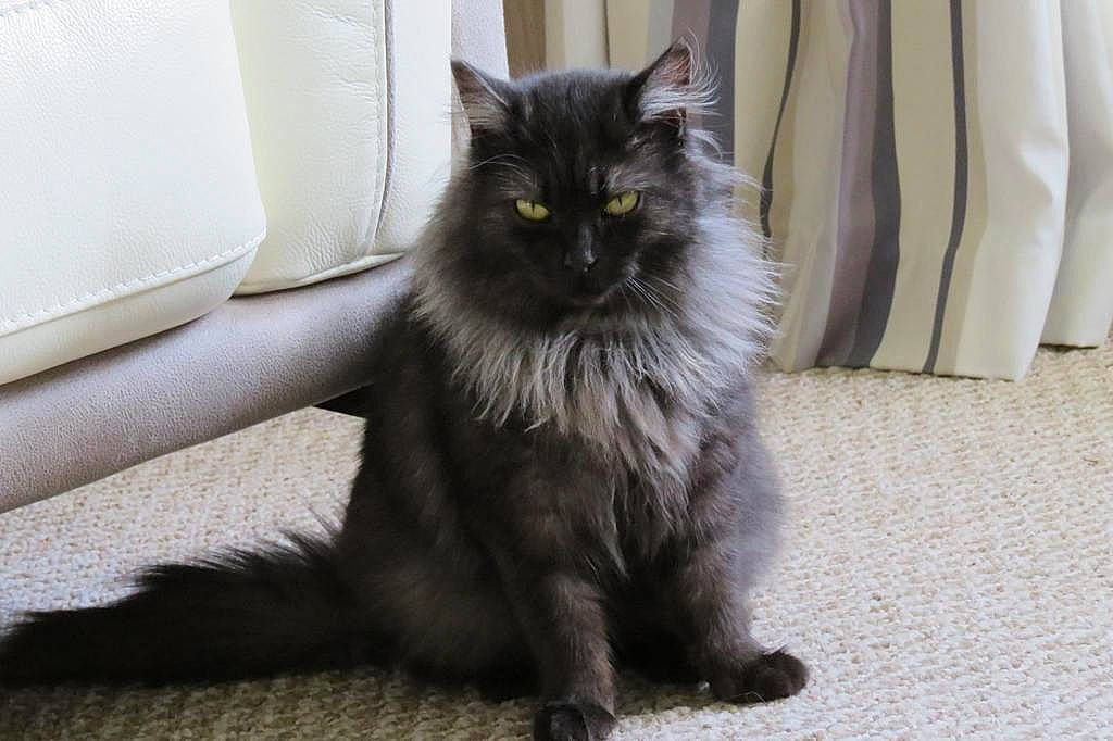 Jinxy joined the competition — help win amazing prizes! automotive_tire, black_cat, british_longhair, carnivore, cat, claw, comfort, felidae, flooring, fur, grey, maine_coon, paw, sitting, small_to_medium_sized_cats, snout, tail, terrestrial_animal, whiskers, window