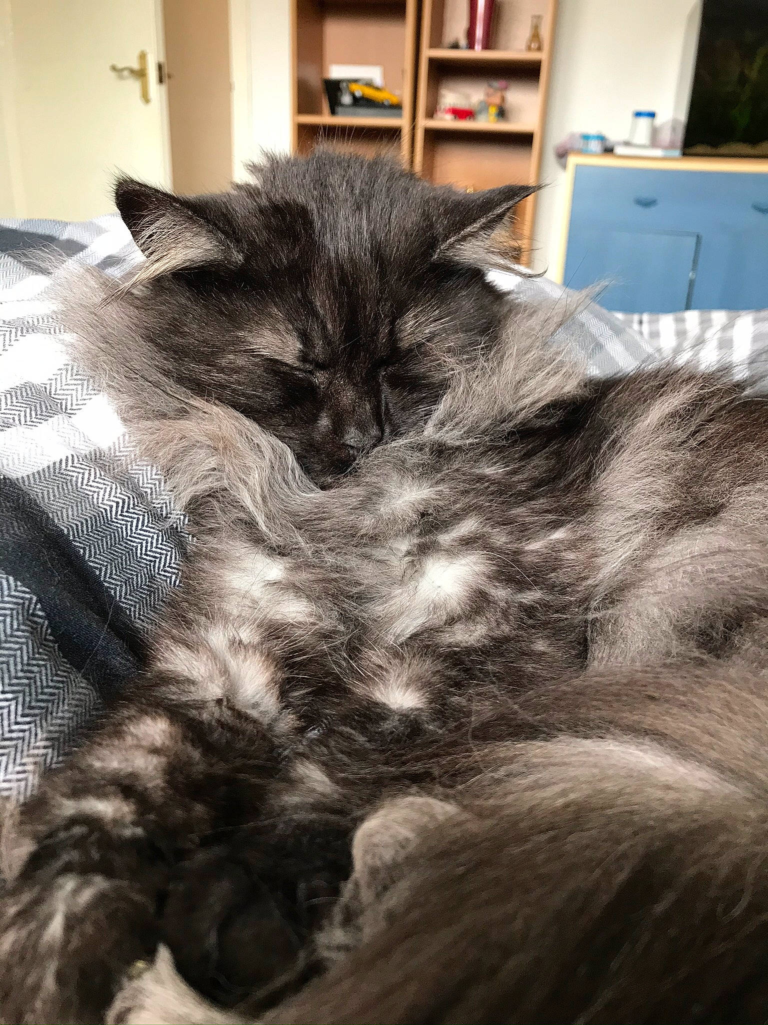 Jinxy is registered to the contest to win money with this photo: black_cat, cabinetry, carnivore, cat, claw, comfort, domestic_short_haired_cat, felidae, fur, grey, monochrome, monochrome_photography, nap, paw, picture_frame, shelf, small_to_medium_sized_cats, snout, tail, whiskers