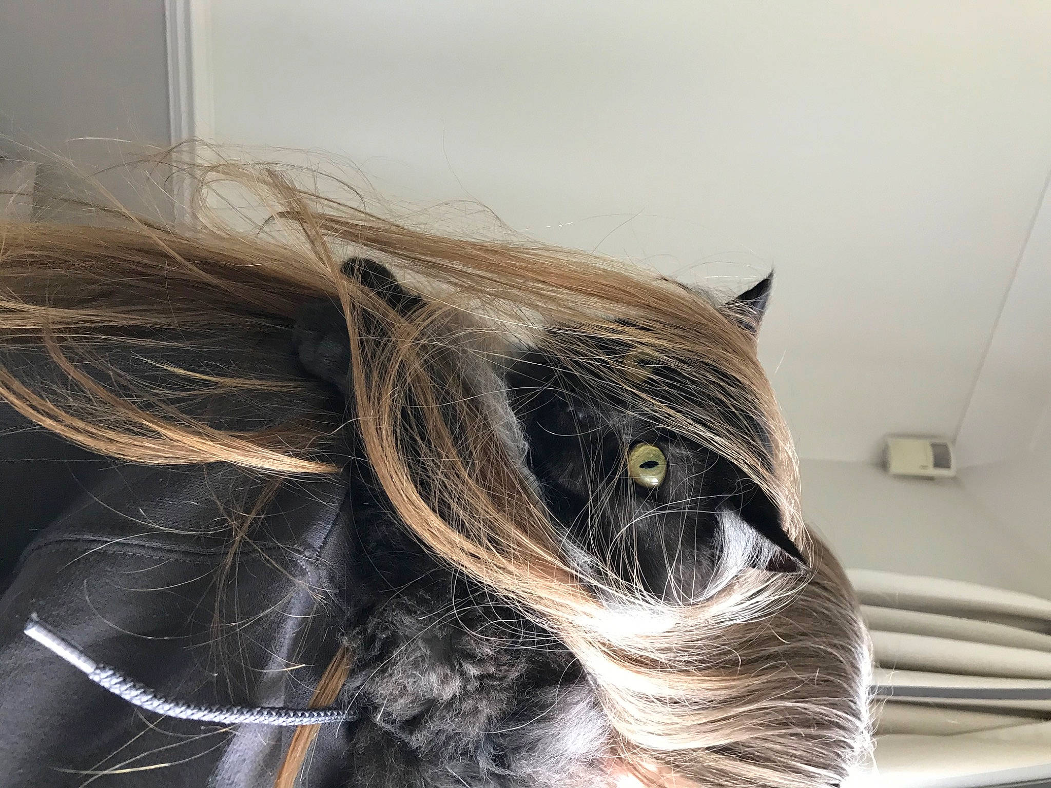 Jinxy is registered to the contest to win money with this photo: bangs, border_collie, carnivore, collar, companion_dog, dog, dog_breed, ear, eyelash, eyewear, fashion_accessory, feathered_hair, felidae, fur, hair_coloring, liver, small_to_medium_sized_cats, toy_dog, whiskers, working_animal