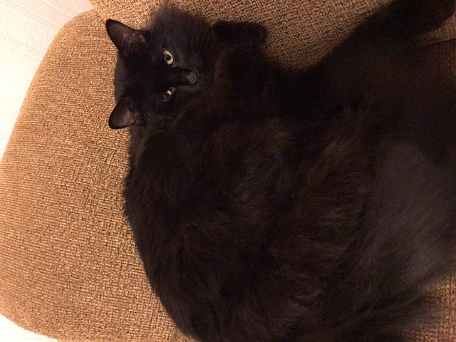 Mr Jetson is registered to the contest to win money with this photo: black_cat, brown, carnivore, cat, cat_supply, claw, comfort, domestic_short_haired_cat, felidae, flooring, fur, grey, paw, small_to_medium_sized_cats, tail, terrestrial_animal, whiskers