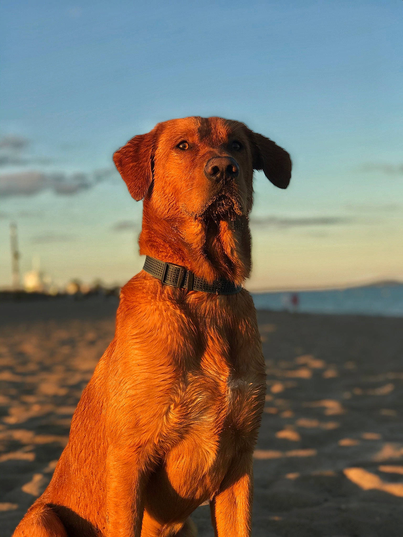 Duccio a rejoint le concours — aidez-le/la à gagner de superbes lots ! broholmer, canidae, carnivore, dog, dog_breed, guard_dog, hound, hunting_dog, labrador_retriever, mammal, snout, sporting_group, styrian_coarse_haired_hound, tyrolean_hound, vertebrate