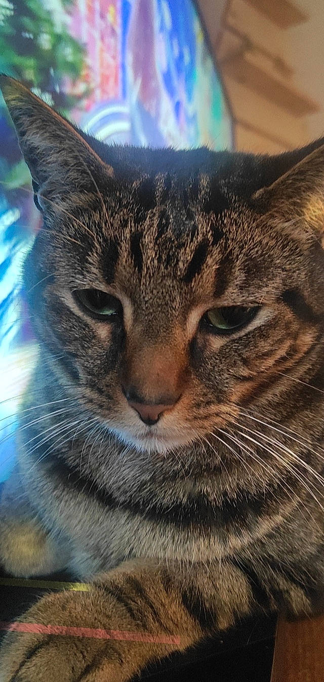 Petit Lou a rejoint le concours — aidez-le/la à gagner de superbes lots ! carnivore, cat, close_up, domestic_short_haired_cat, felidae, fur, grass, sitting, sky, small_to_medium_sized_cats, snout, terrestrial_animal, tree, whiskers, wildlife, window