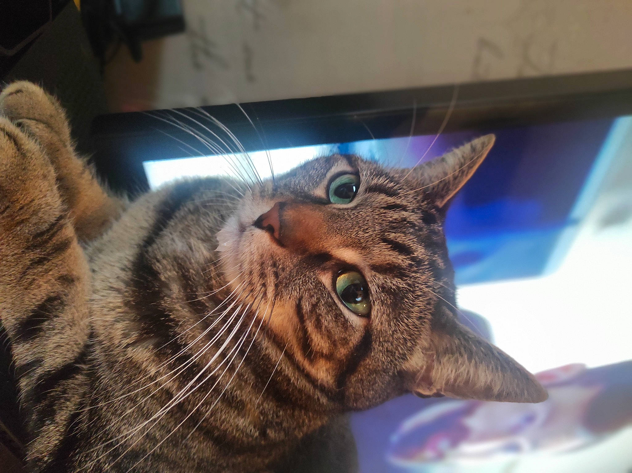 Petit Lou a rejoint le concours — aidez-le/la à gagner de superbes lots ! carnivore, cat, computer_monitor, display_device, domestic_short_haired_cat, ear, eye, fawn, felidae, fur, head, paw, small_to_medium_sized_cats, snout, tail, terrestrial_animal, whiskers, wildlife, window, wood