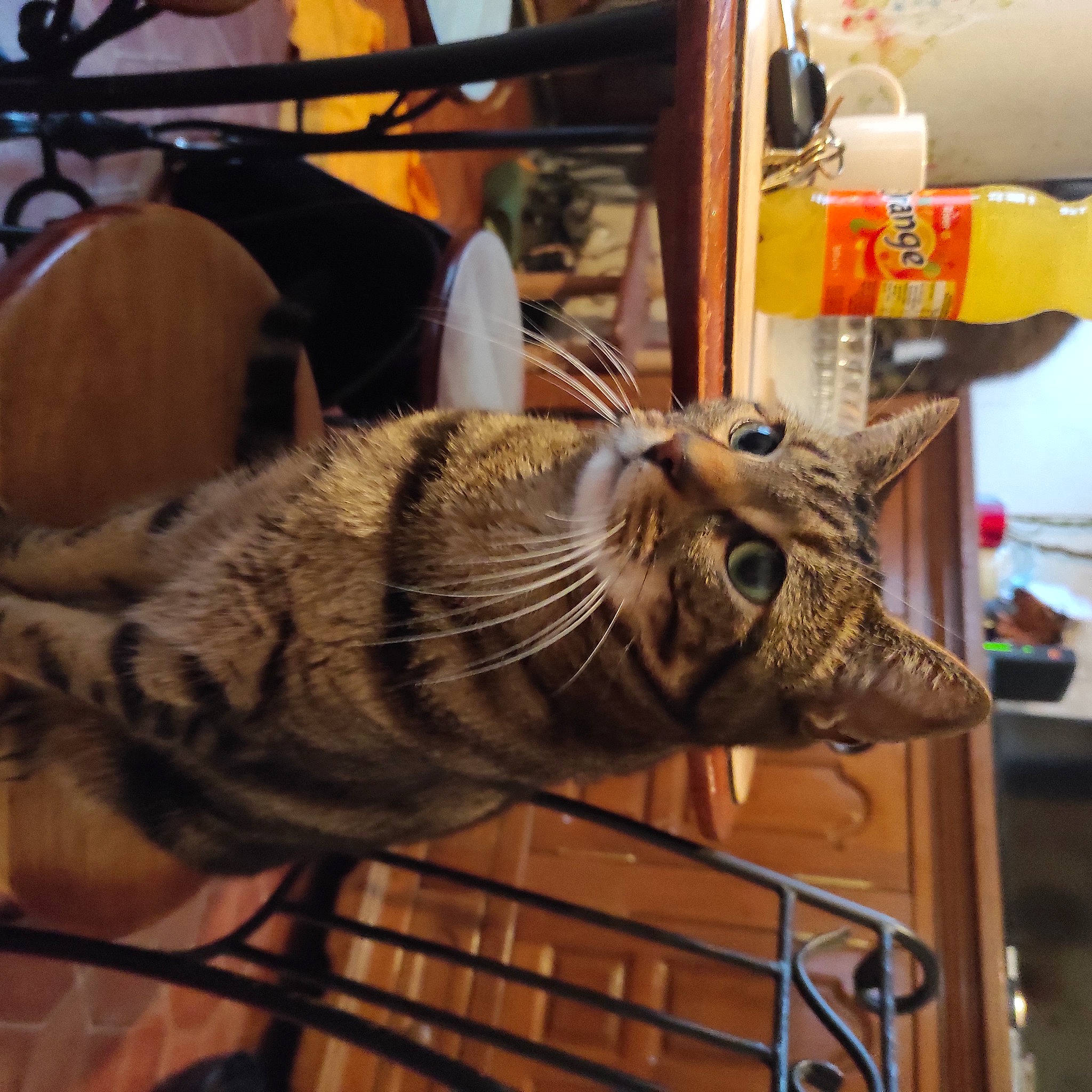 Petit Lou a rejoint le concours — aidez-le/la à gagner de superbes lots ! carnivore, cat, claw, domestic_short_haired_cat, felidae, fur, hat, metal, room, small_to_medium_sized_cats, snout, tail, terrestrial_animal, whiskers, wood