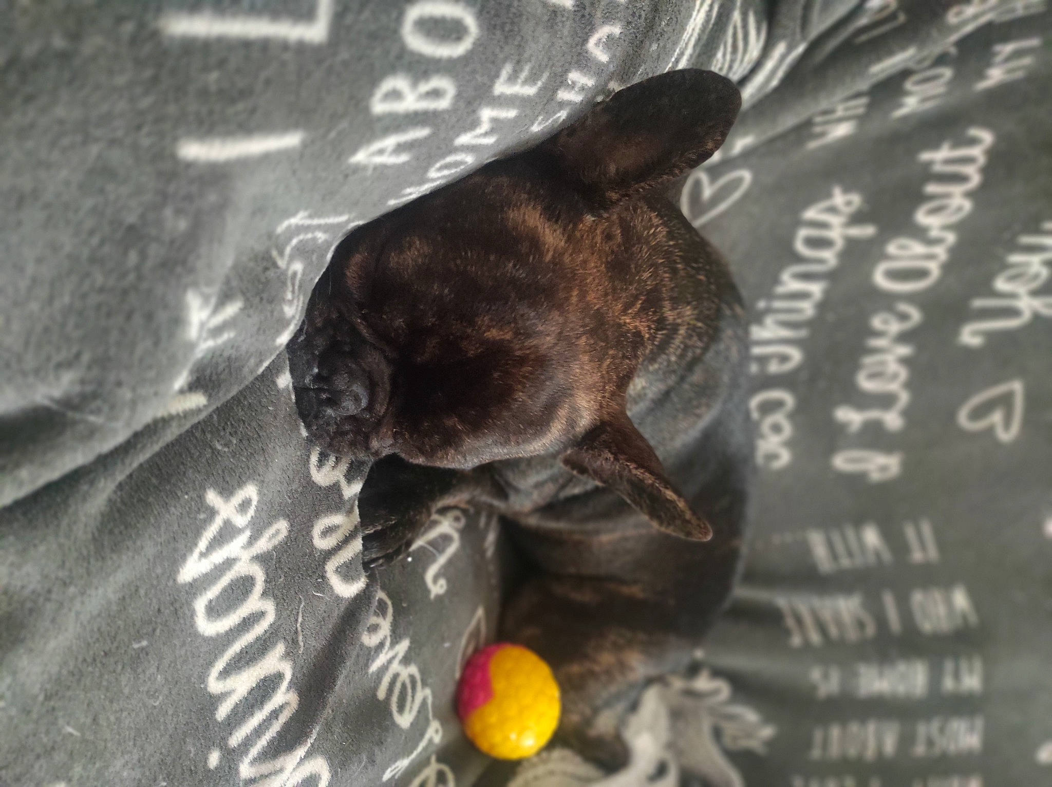 Joys a rejoint le concours — aidez-le/la à gagner de superbes lots ! bat, citric_acid, citrus, comfort_food, fashion_accessory, finger_food, font, food, fruit, ingredient, mandarin_orange, meyer_lemon, organism, rock, tangelo, terrestrial_animal, toy, valencia_orange