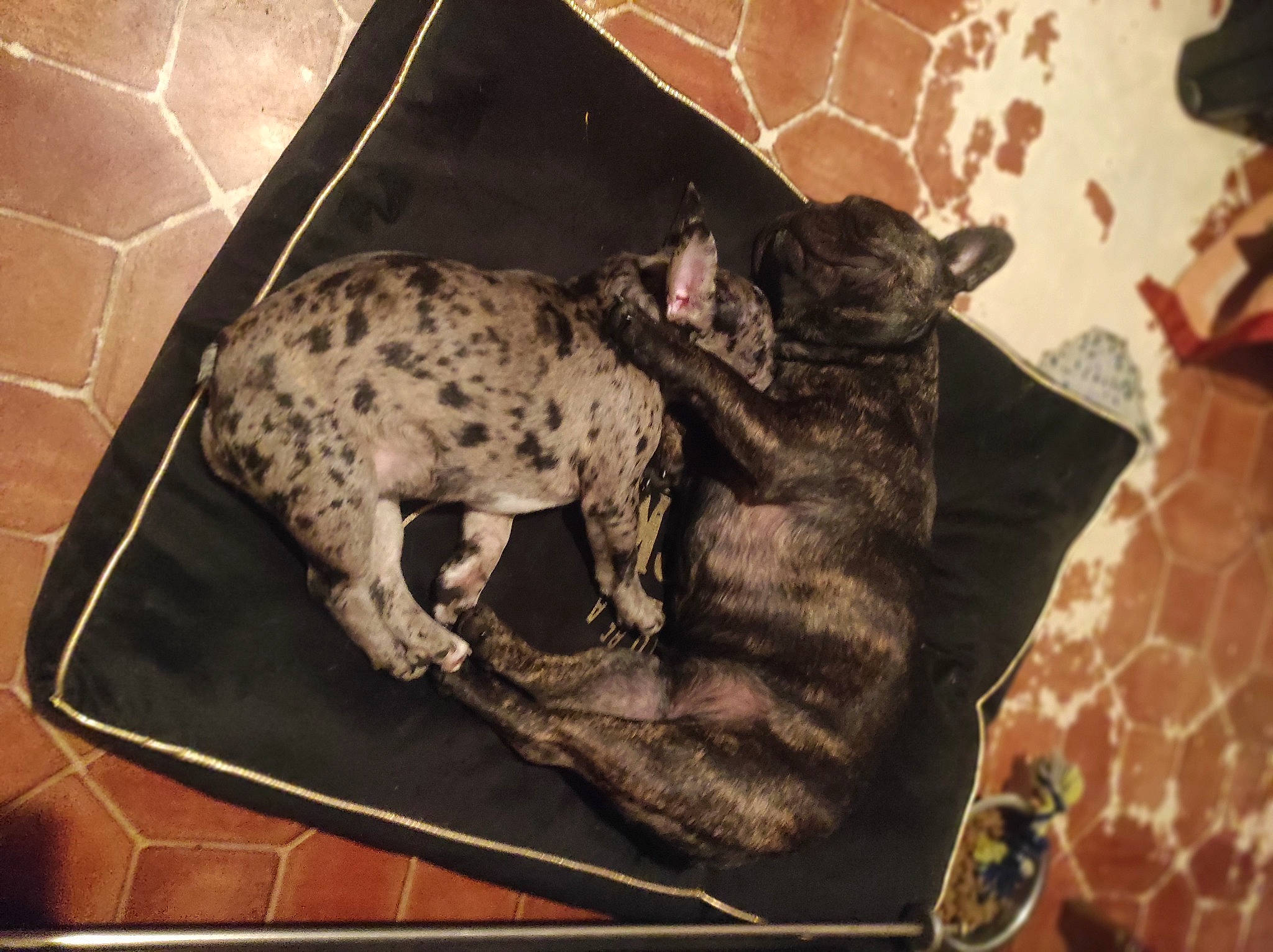 Joys a rejoint le concours — aidez-le/la à gagner de superbes lots ! carnivore, comfort, companion_dog, dalmatian, dog, dog_breed, dog_supply, fawn, felidae, fur, pattern, paw, small_to_medium_sized_cats, snout, sporting_group, tail, terrestrial_animal, toy_dog, whiskers, working_animal