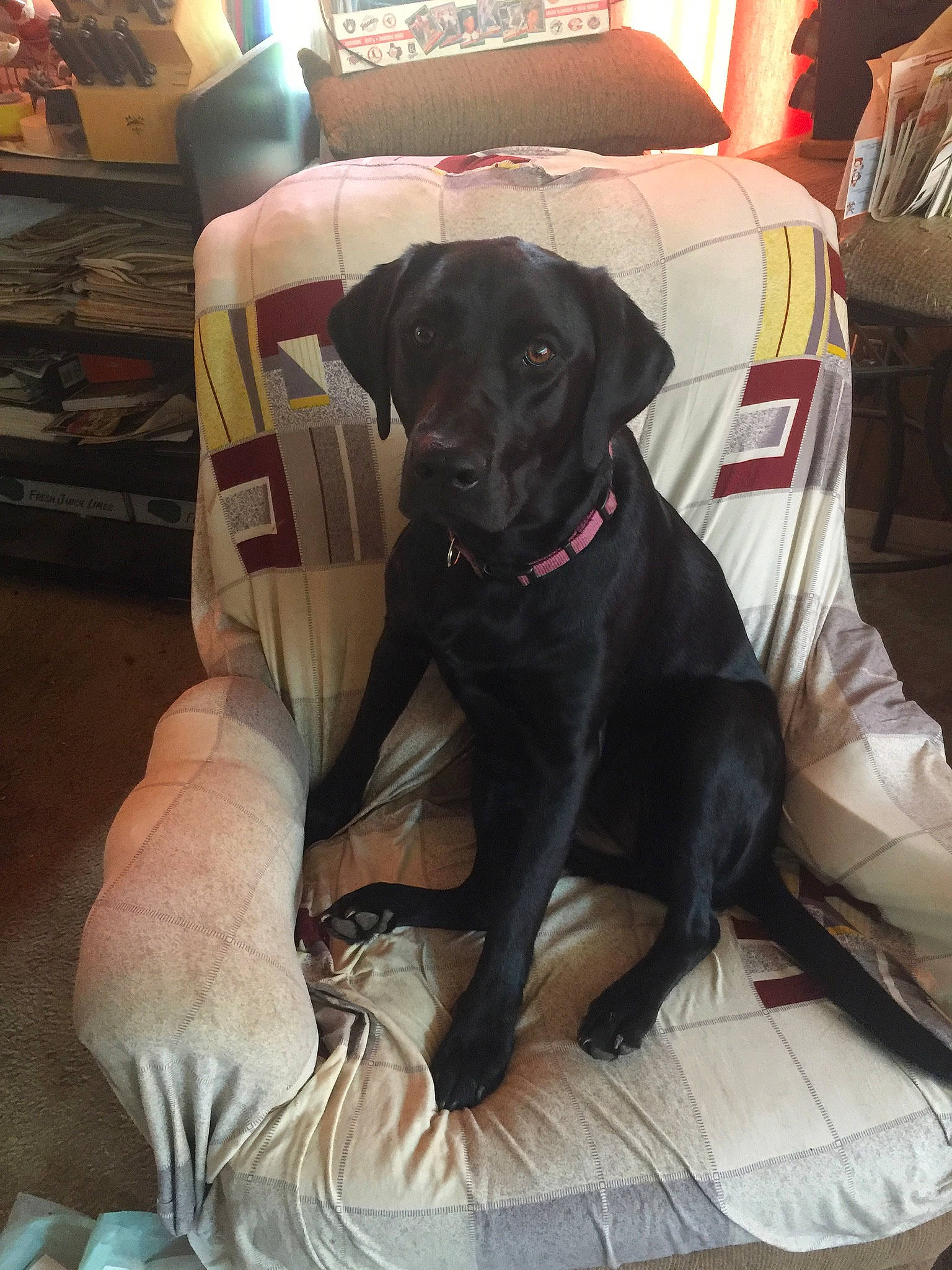 Daisy joined the competition — help win amazing prizes! borador, canidae, carnivore, chair, collar, comfort, companion_dog, couch, dog, dog_breed, dog_collar, dog_supply, flooring, fur, guard_dog, gun_dog, puppy, snout, sporting_group, working_animal