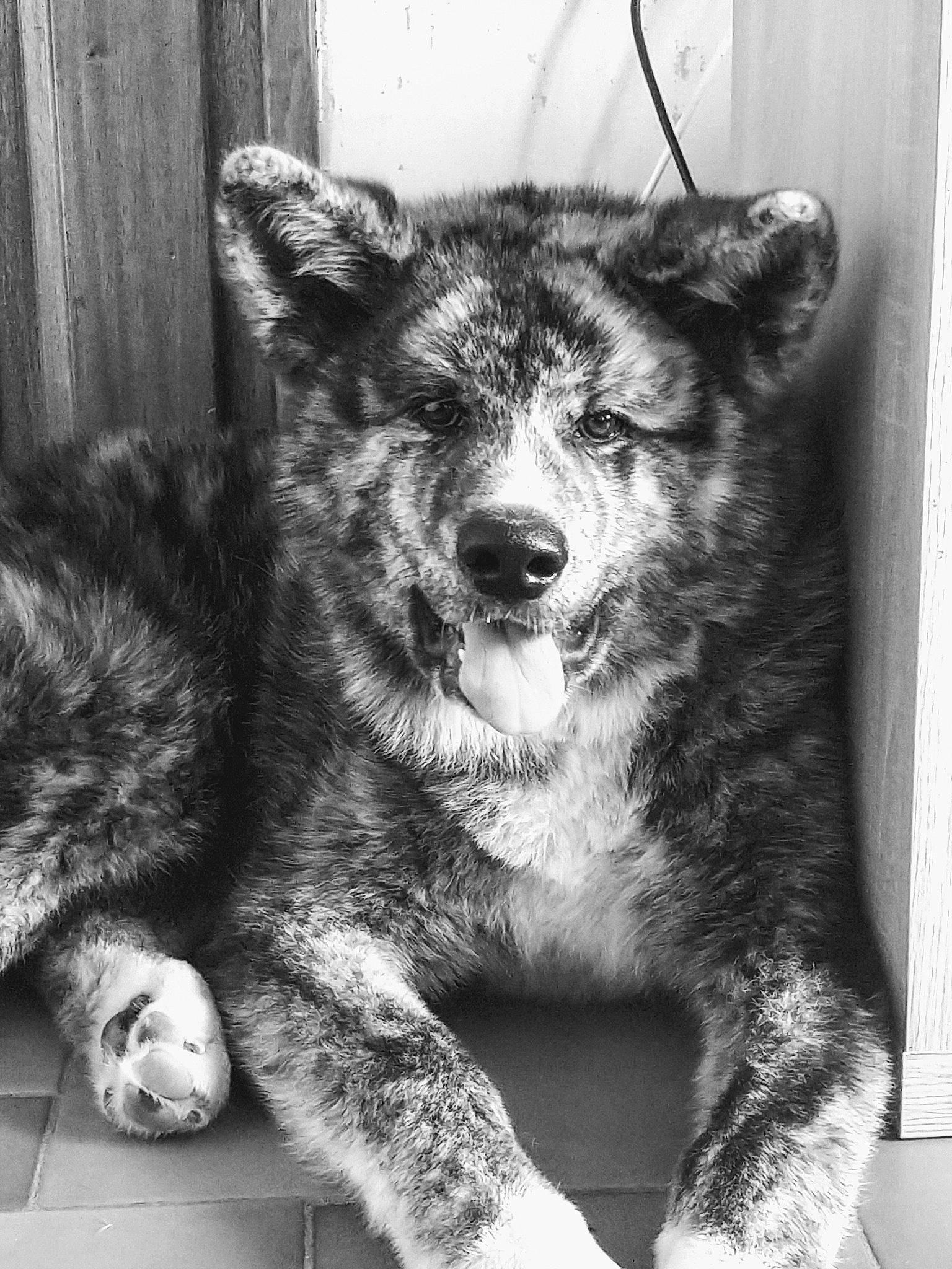 Rider a rejoint le concours — aidez-le/la à gagner de superbes lots ! akita, akita_inu, ancient_dog_breeds, black_and_white, canidae, canis, carnivore, dog, dog_breed, jamthund, mammal, monochrome, monochrome_photography, native_american_indian_dog, norwegian_elkhound, seppala_siberian_sleddog, snout, street_dog, vertebrate, whiskers