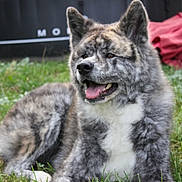 Rider participe au concours pour gagner de l'argent avec cette photo : animal, black_fur, blurred_background, canine, dog, domestic_animal, ears, fur, grass, gray_fur, happy, laying_down, muzzle, nature, outdoor, panting, pet, relaxing, tongue, white_fur