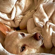 Chipmunk joined the competition — help win amazing prizes! dog, blanket, cozy, paws, fur, ears, snuggled, relaxed, cream_color, pet, animal, indoor, sleepy, cute, canine, soft, comfort, resting, close_up, warm_light