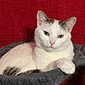 cat, white_cat, black_markings, pet, animal, indoor, hammock, gray_fabric, red_background, relaxed, resting, fur, whiskers, ears, eyes, paw, close_up, portrait, domestic_cat, feline