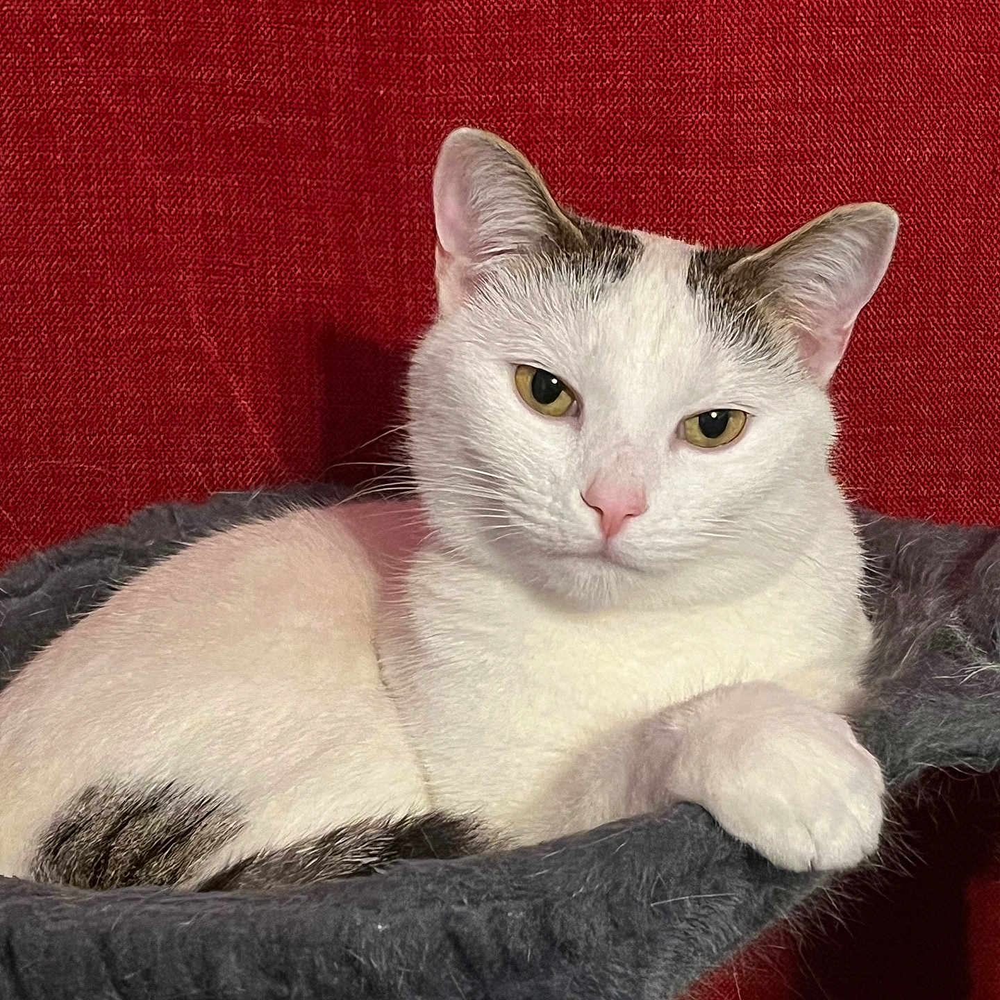 Snow is registered to the contest to win money with this photo: cat, white_cat, black_markings, pet, animal, indoor, hammock, gray_fabric, red_background, relaxed, resting, fur, whiskers, ears, eyes, paw, close_up, portrait, domestic_cat, feline