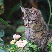 Furious participe au concours pour gagner de l'argent avec cette photo : cat, kitten, tabby, flowers, pink_flowers, greenery, plants, nature, outdoor, animal, cute, fur, whiskers, ears, eyes, young_cat, garden, leaf, small_animal, curious