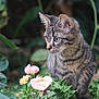 cat, kitten, tabby, flowers, pink_flowers, greenery, plants, nature, outdoor, animal, cute, fur, whiskers, ears, eyes, young_cat, garden, leaf, small_animal, curious