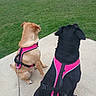 Macie joined the competition — help win amazing prizes! animal, back_view, black_dog, brown_dog, canine, companion, daylight, dog, grass, harness, leash, nature, outdoor, park, pet, quiet, resting, sidewalk, sitting, two_dogs