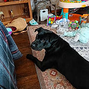Macie is registered to the contest to win money with this photo: baby, basket, black_dog, blanket, cabinet, child, colorful, curious, dog, floor, furniture, home, indoor, living_room, pet, play_area, rug, stuffed_animals, toys, wood_floor