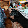 baby, basket, black_dog, blanket, cabinet, child, colorful, curious, dog, floor, furniture, home, indoor, living_room, pet, play_area, rug, stuffed_animals, toys, wood_floor