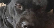 Macie is registered to the contest to win money with this photo: animal, beige_background, black_dog, brown_surface, canine, close_up, dog, ears, face, fur, head, indoor, muzzle, nose, pet, portrait, relaxed, resting, sleepy, snout