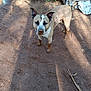 animal, brown, canine, curious, dirt, dog, ears, face, ground, looking, mud, nature, outdoor, paw, pet, shadow, snout, stick, tree, white