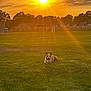animal, backyard, clouds, daylight, dog, fence, field, grass, house, leisure, nature, outdoor, pet, playing, relaxing, sky, sun, sunset, tree, warm_light
