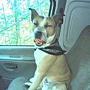 Aires is registered to the contest to win money with this photo: animal, bandana, blur, canine, car_interior, daylight, dog, door, ears, forest, fur, inside, light, mouth_open, pet, seat, sitting, tongue, vehicle, window