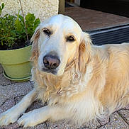 Tessie a rejoint le concours — aidez-le/la à gagner de superbes lots ! golden_retriever, dog, pet, outdoor, potted_plant, greenery, patio, stone_floor, relaxed, animal, canine, fur, portrait, sunlight, resting, home, nature, close_up, companion, domestic_animal