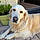 Tessie