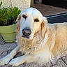 golden_retriever, dog, pet, outdoor, potted_plant, greenery, patio, stone_floor, relaxed, animal, canine, fur, portrait, sunlight, resting, home, nature, close_up, companion, domestic_animal