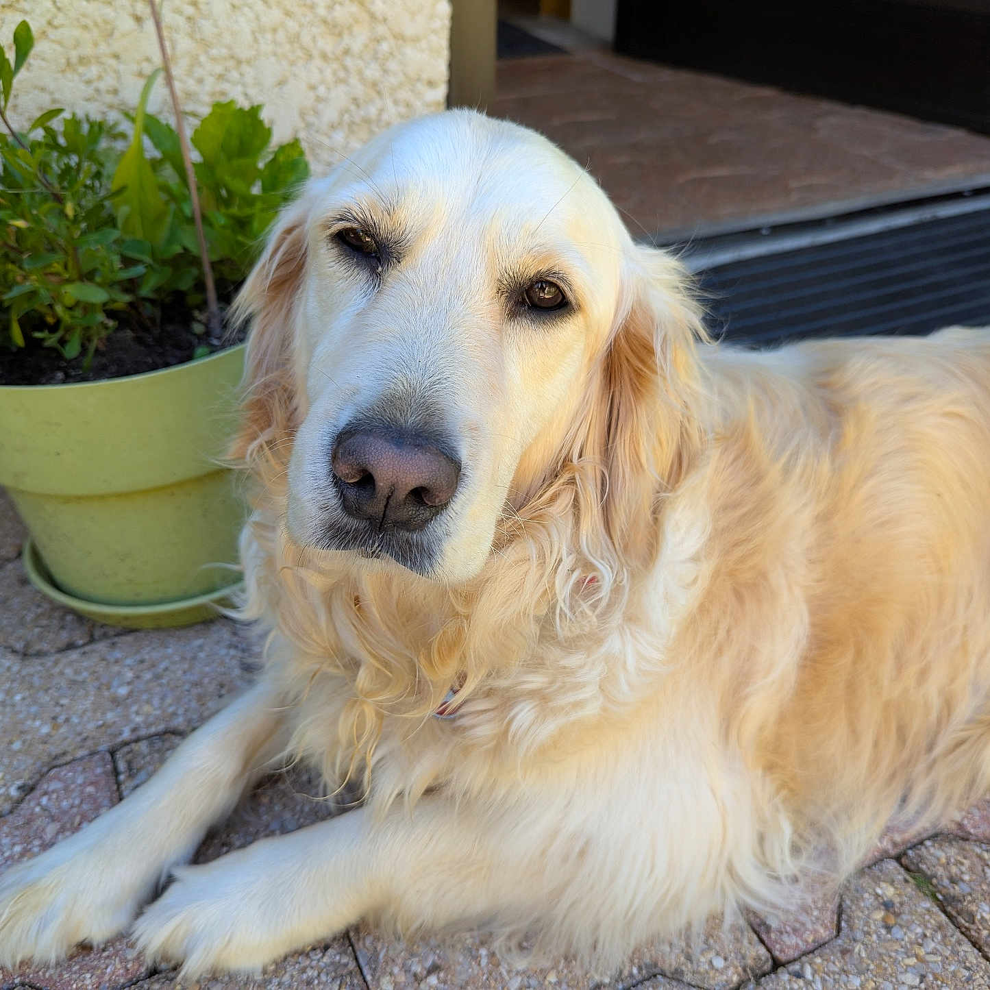 Tessie a rejoint le concours — aidez-le/la à gagner de superbes lots ! golden_retriever, dog, pet, outdoor, potted_plant, greenery, patio, stone_floor, relaxed, animal, canine, fur, portrait, sunlight, resting, home, nature, close_up, companion, domestic_animal