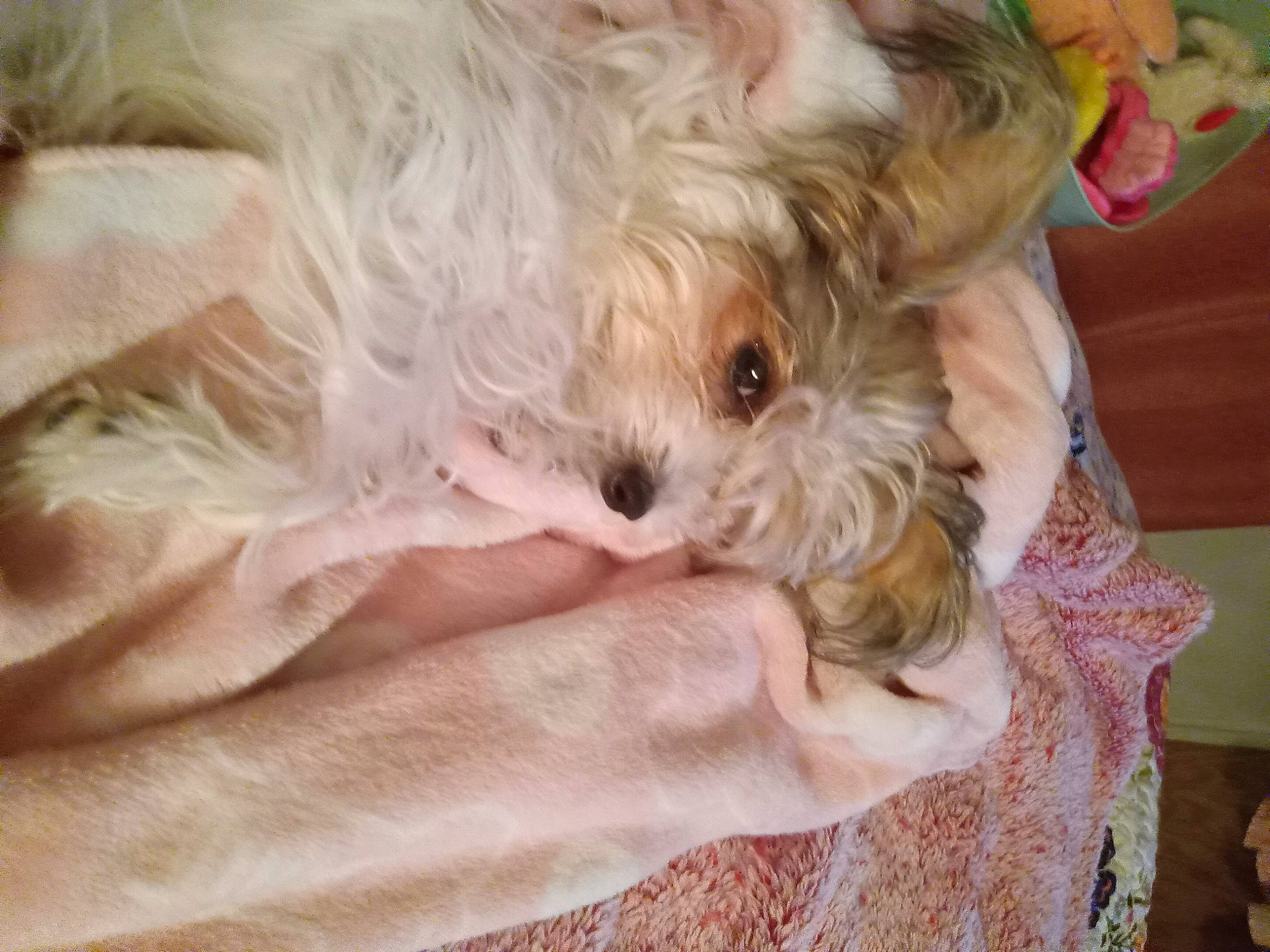 Gracie is registered to the contest to win money with this photo: canidae, carnivore, companion_dog, dog, dog_breed, fawn, firefighter, fur, labradoodle, maltepoo, poodle_crossbreed, puppy_love, shih_poo, small_terrier, snout, sporting_group, terrier, toy_dog, working_animal, yorkipoo